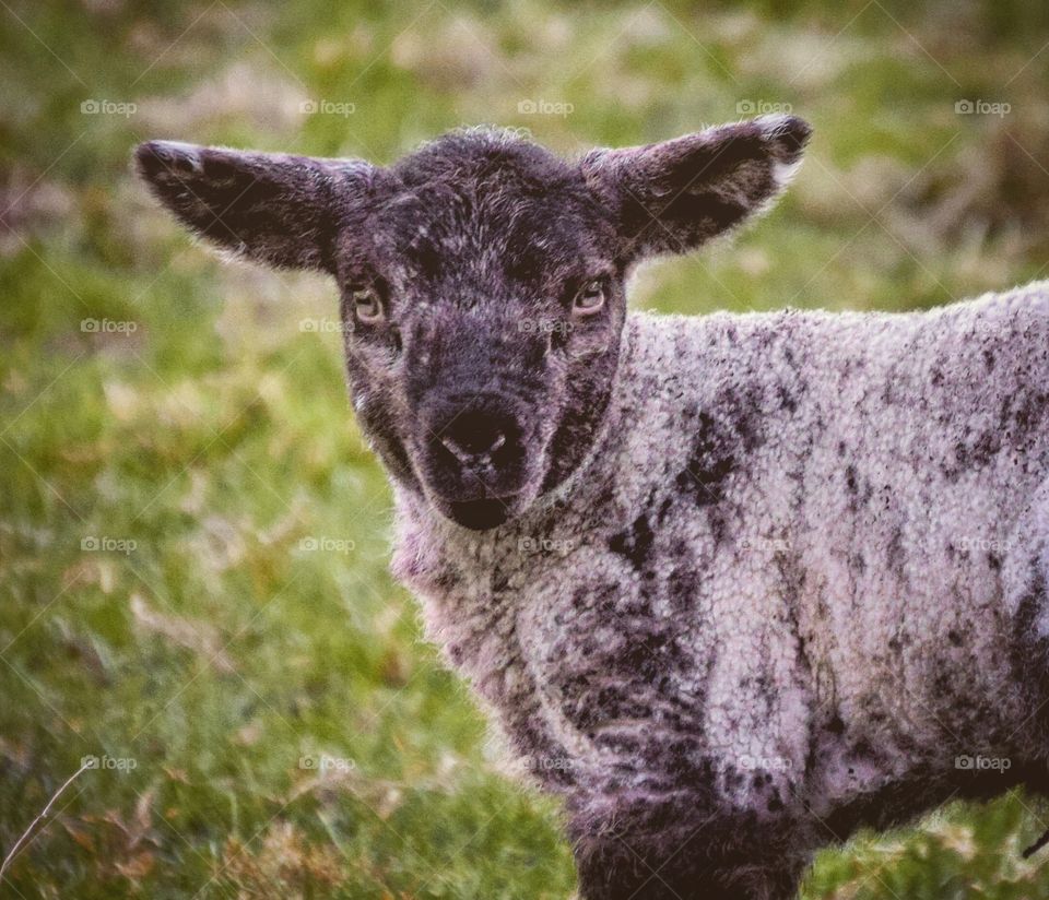 Spring lamb