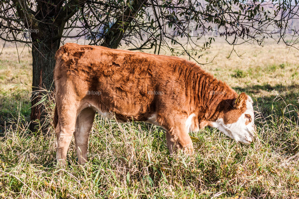 Cow. A young brown cow on the field