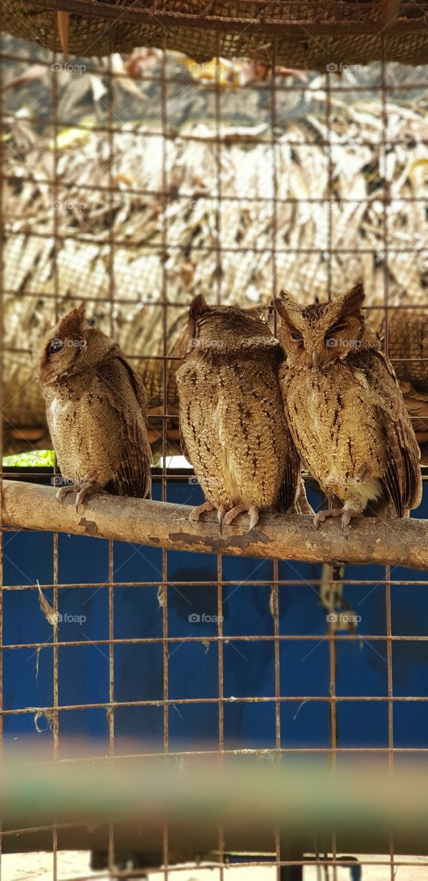 Capturing sleepy owls in the broad daylight