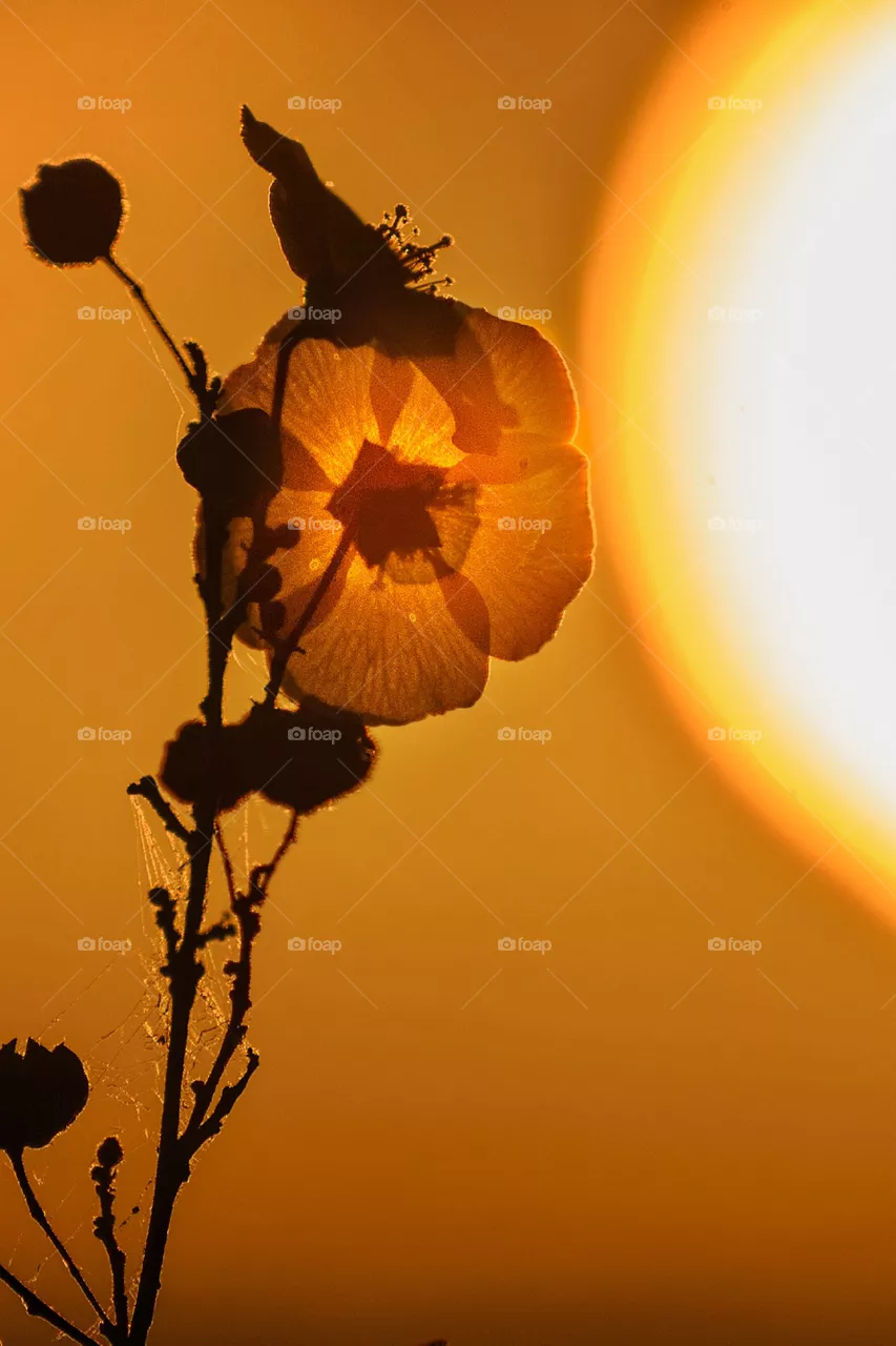 flower