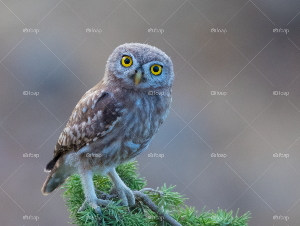 A beautiful owl standing on the tree stump