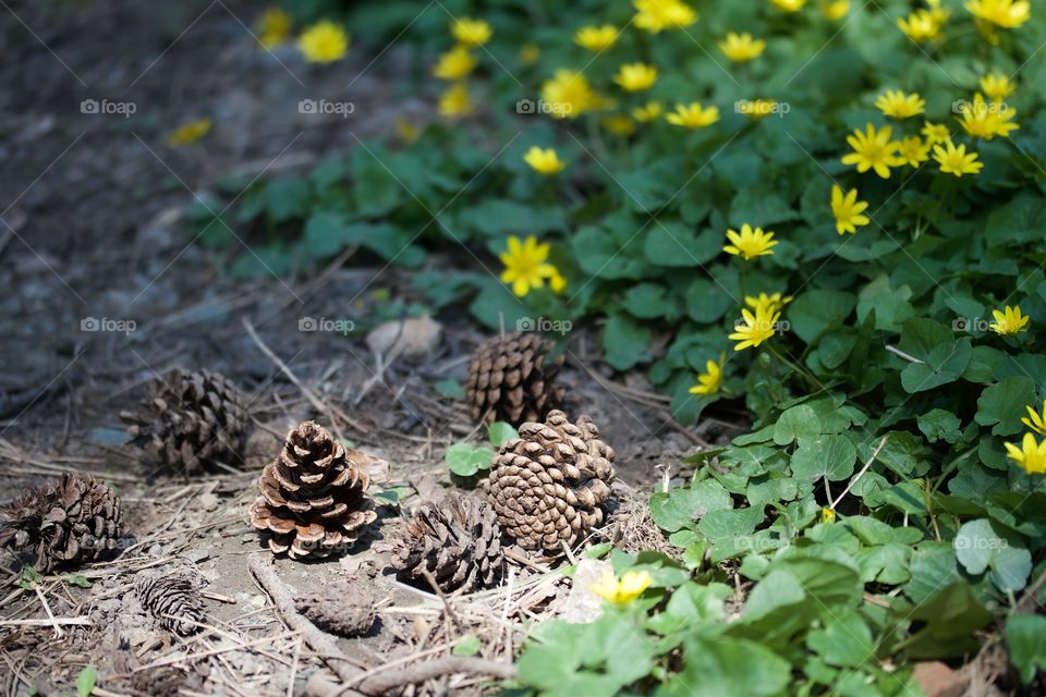 Close-up of a pine cone