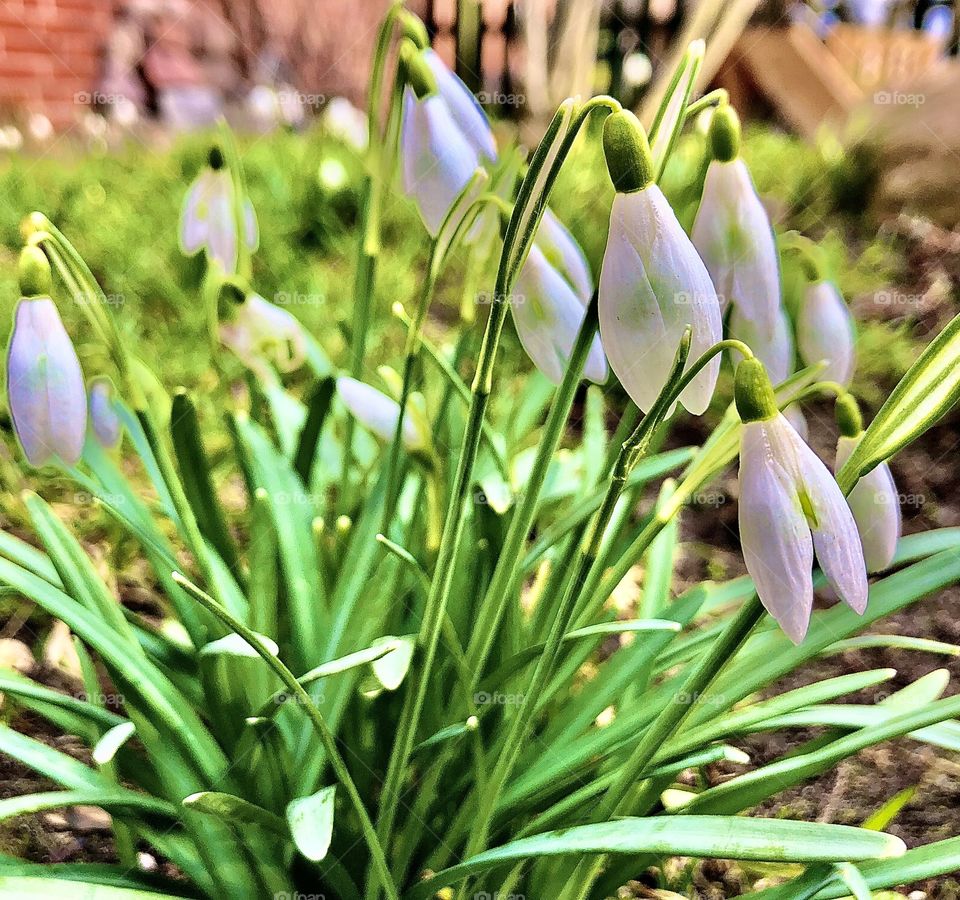 Snowdrops over and over😍