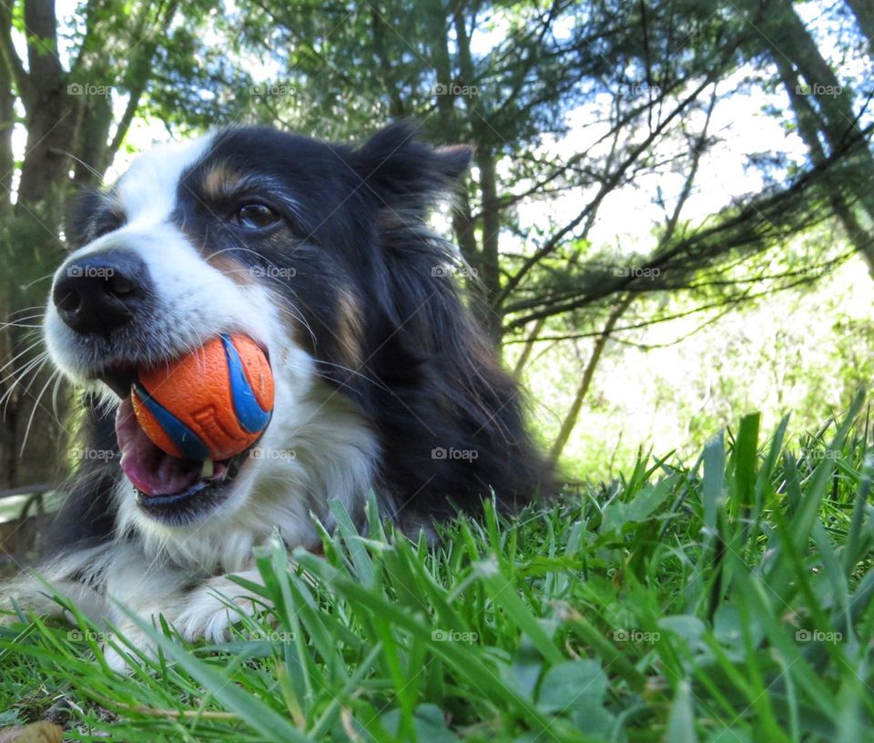 Black and White Tri Australian Shepard with ball in mouth.