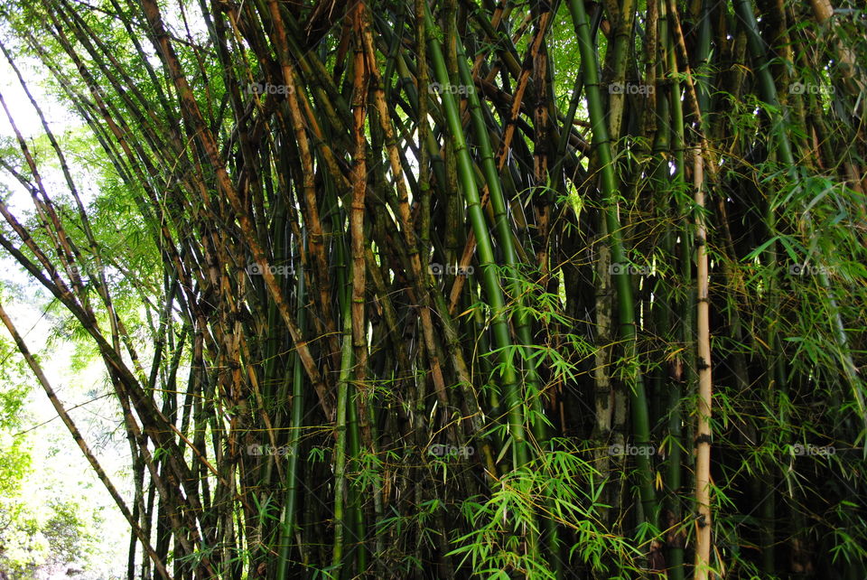 Bamboo Forrest 