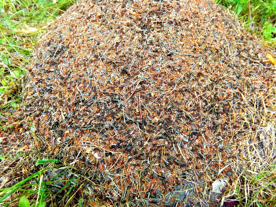 anthill