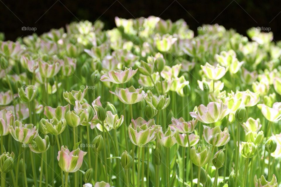 Bellagio's flower garden