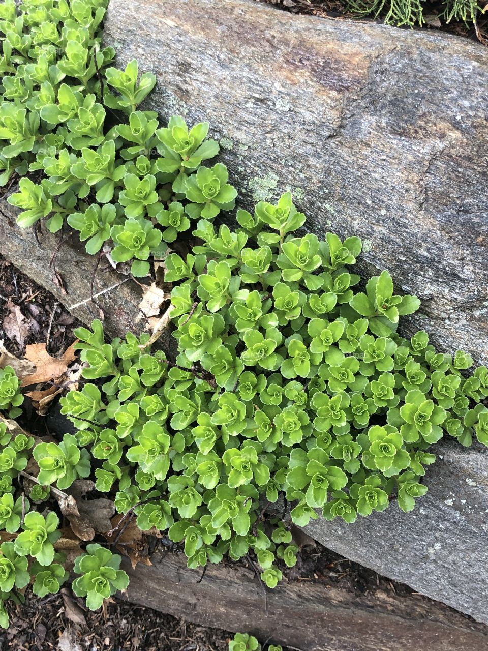 Springtime rock garden coming to life