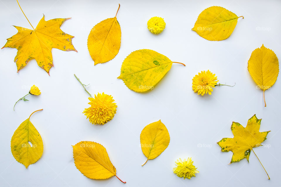 still-life of yellow maple leaves