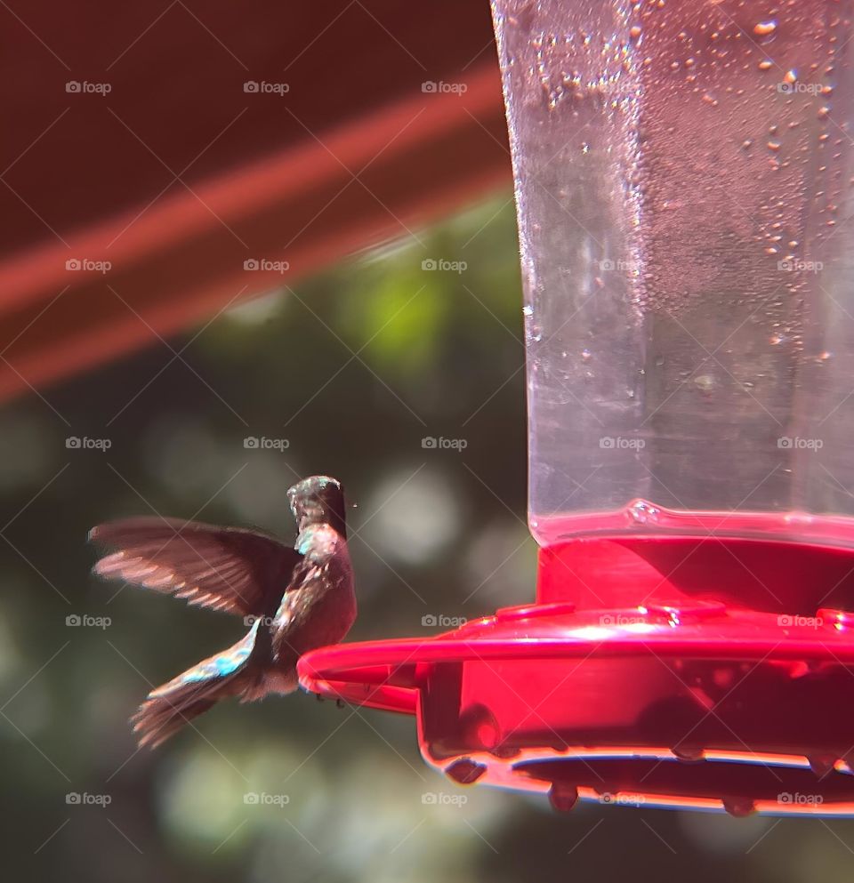 The humming bird showing his beautiful wings as he plays with the others.