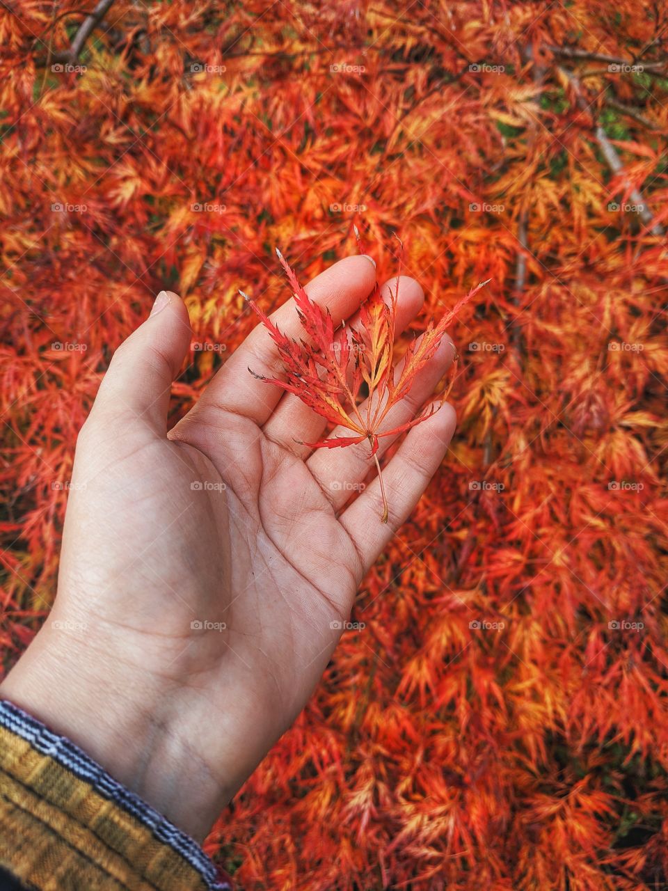 Background of the autumn view on red maple tree close up. Still life. Natural background and texture.