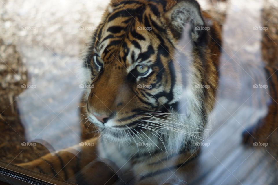 Cat, Tiger, Wildlife, Mammal, Zoo