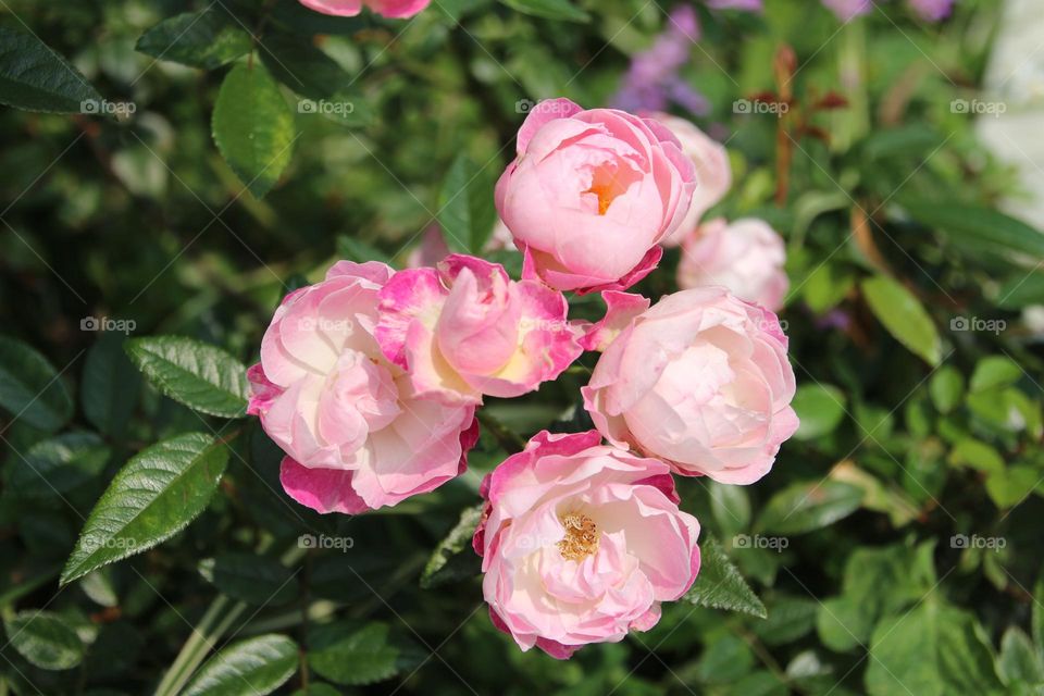 Pink Camellia:It is your love that makes me more beautiful and overcome difficultities
