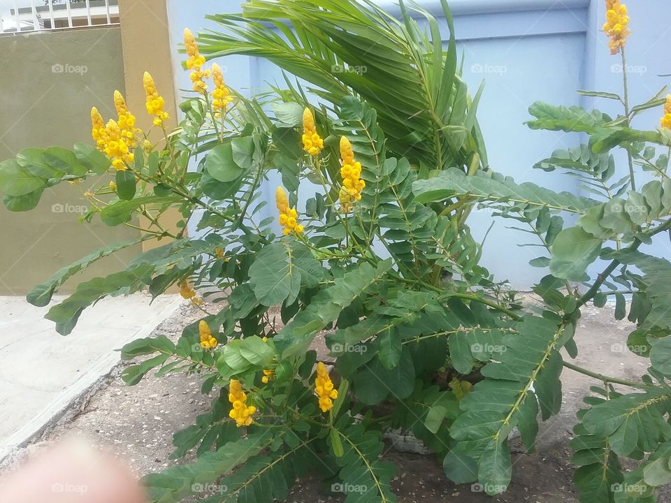 yellow king of the forest