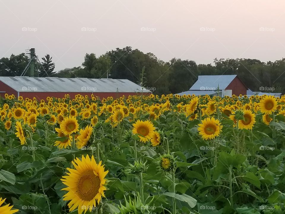 Sunflower, Nature, Summer, Agriculture, Field