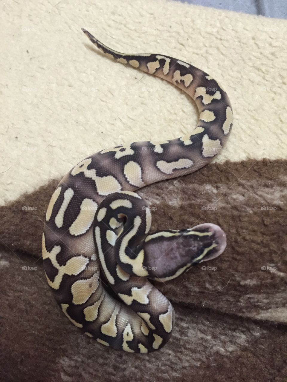 Hatchling ball python 