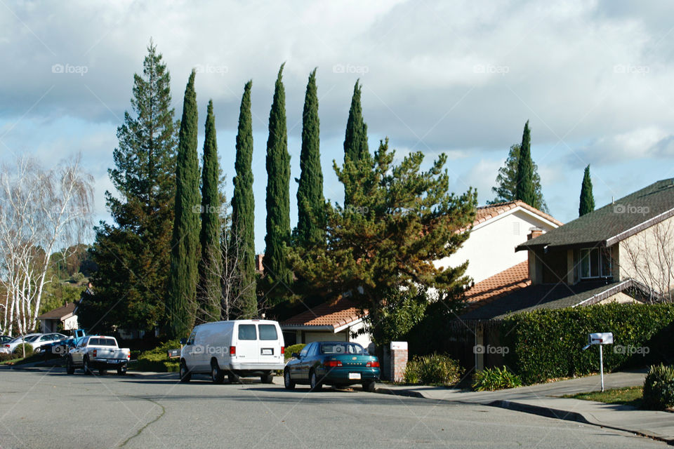 House with cypress 