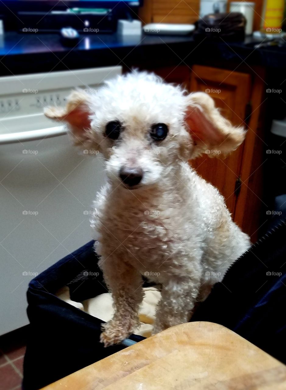 Dog carriage with poodle standing up in it! Look Out!