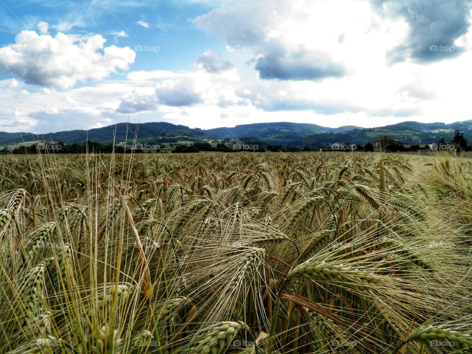 Au milieu d'un champs de blé dans les plaines et la campagne française