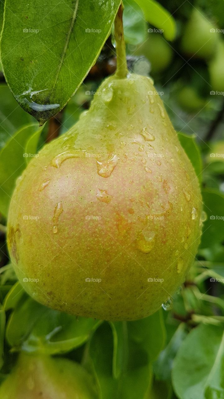 pear
