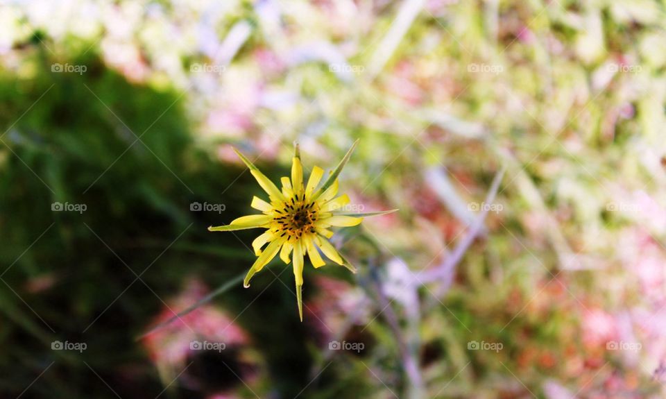 Wild flower 