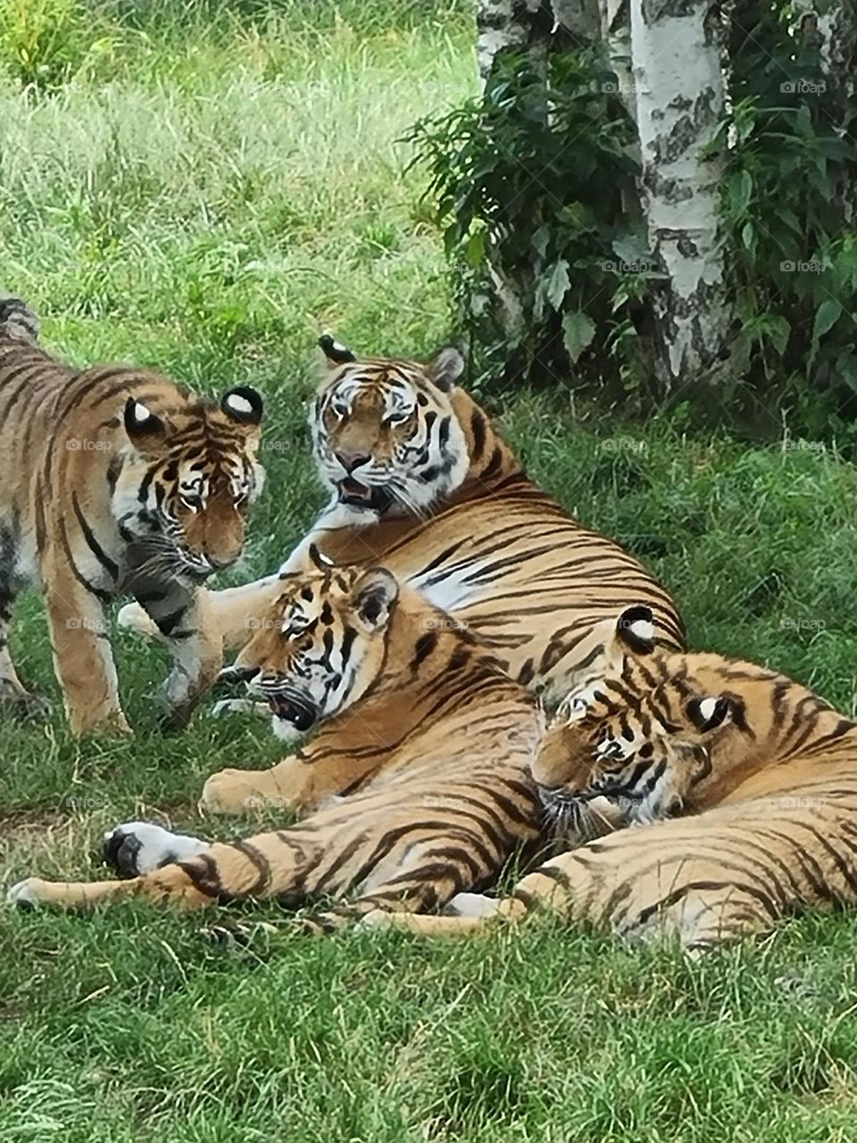 Majestic Tiger Family Relaxing on Grass