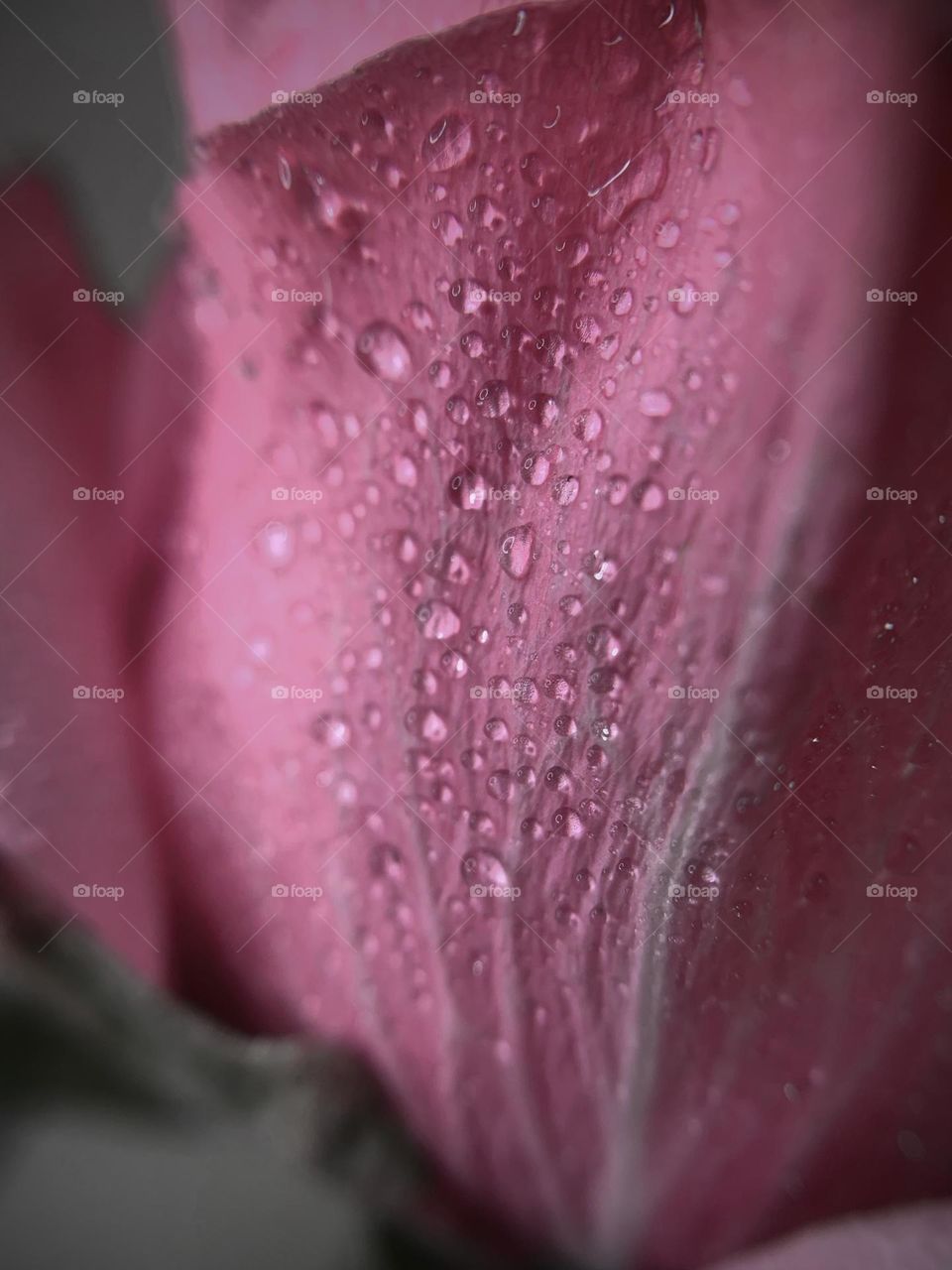 WATER DROPS ON A ROSE