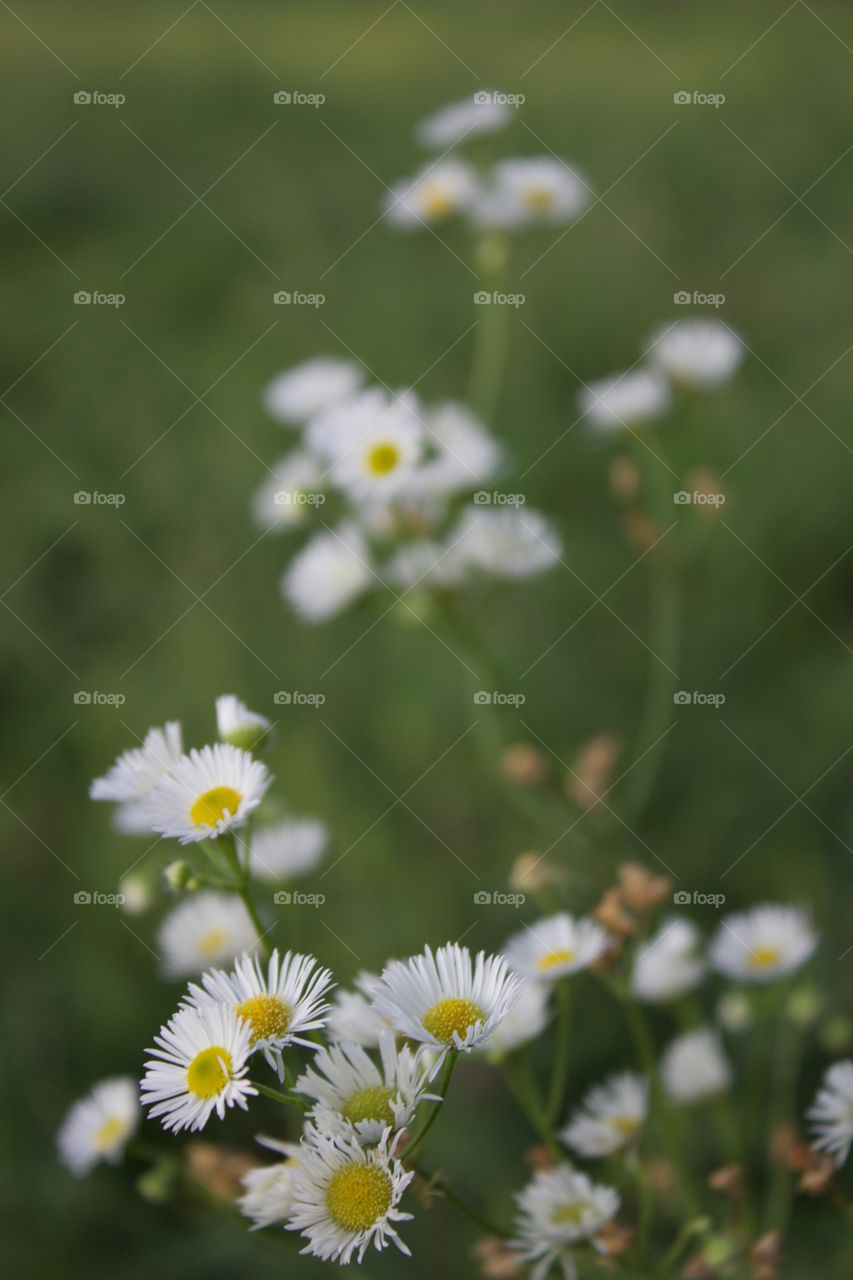 Prairie Fleabane in a meadow
