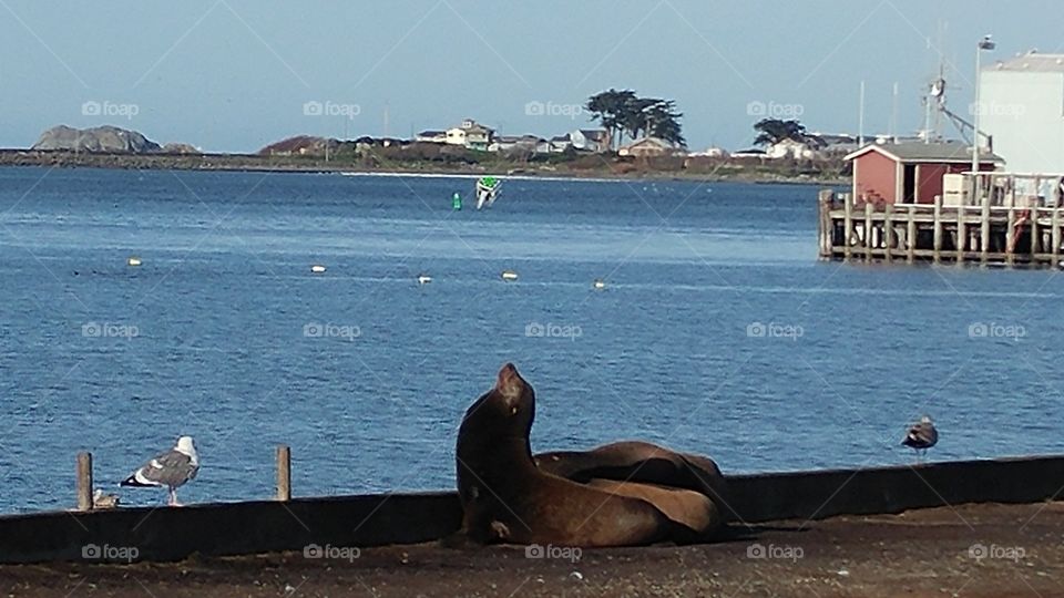 Crescent City CA seals basking in sun