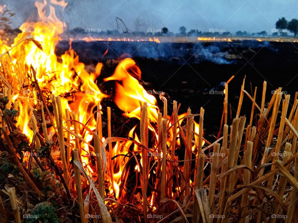 fire burning in the fields during summer.