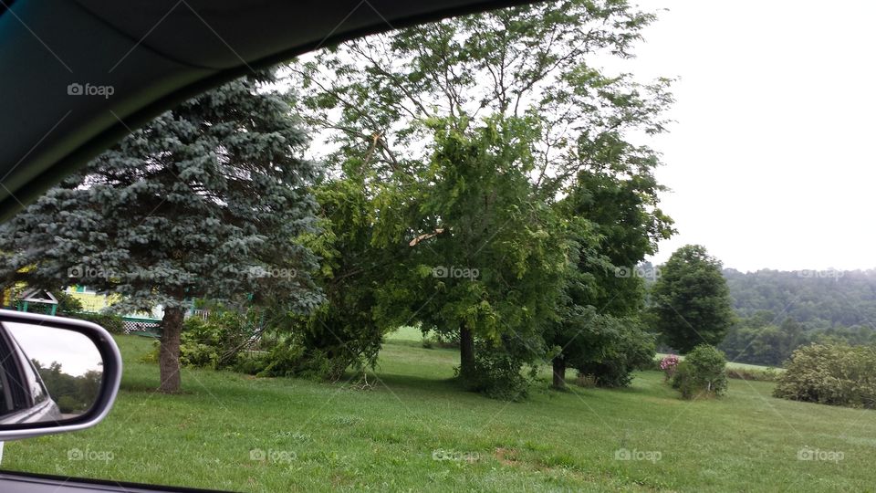 Tree, Landscape, Park, Grass, Nature