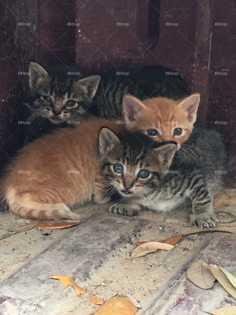 Cute kittens 