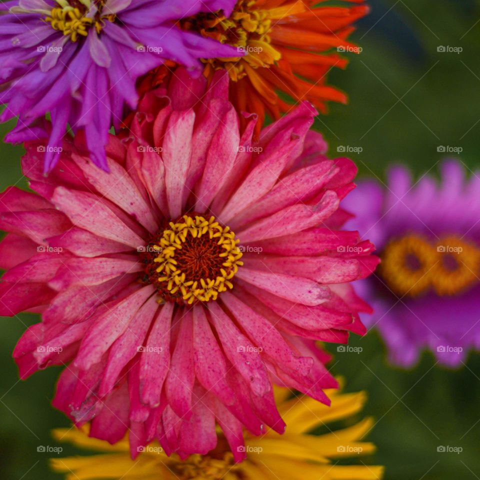 Colourful flowers in the garden.