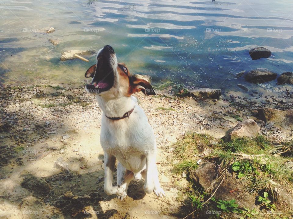 Water, Animal, Dog, Nature, Outdoors