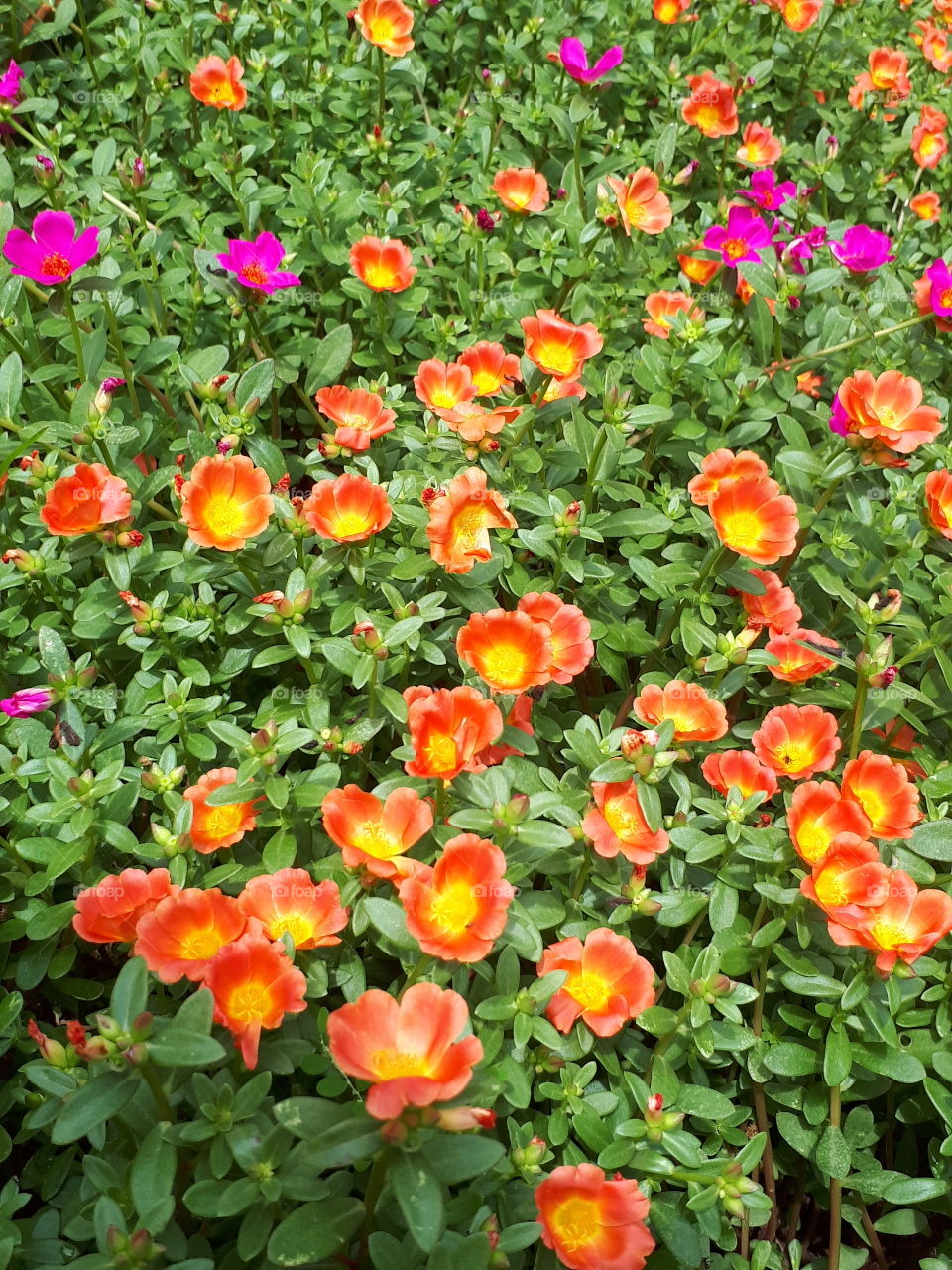 Sunplant in the garden