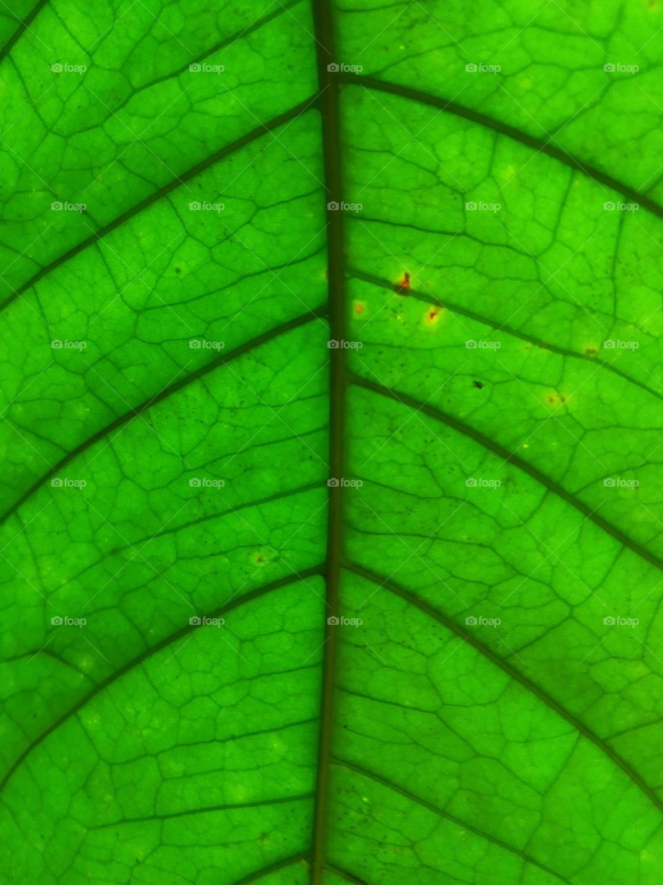 Green coffee leaf texture line