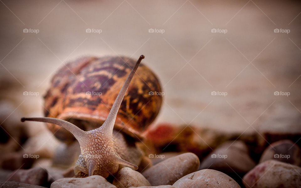 The snail 