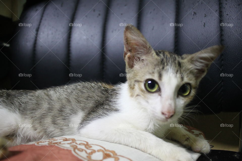 Meet Nala–one of our kittens. He was adopted by my sister. She saw him on the street and she decided to keep him.