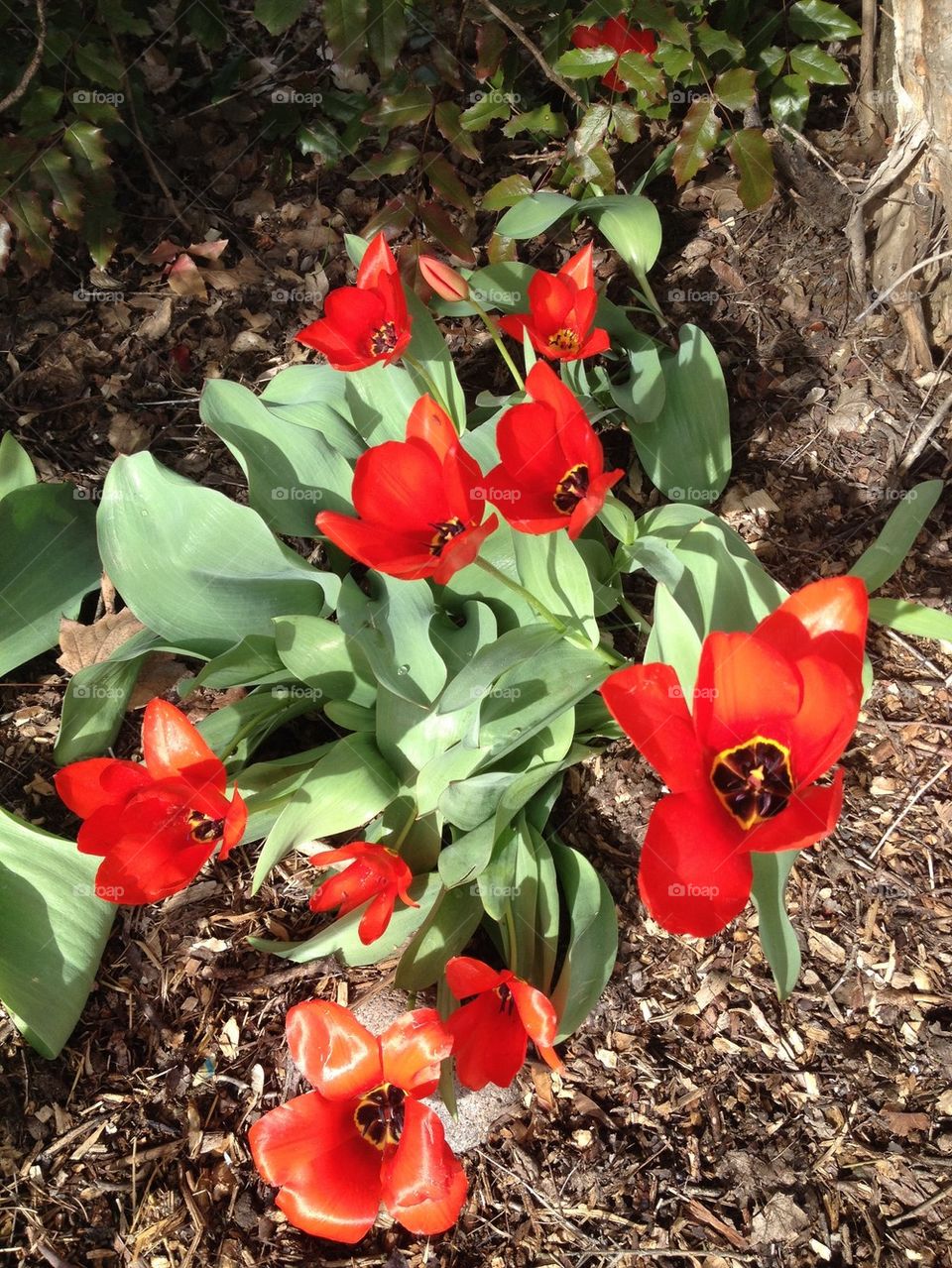 Red Tulips