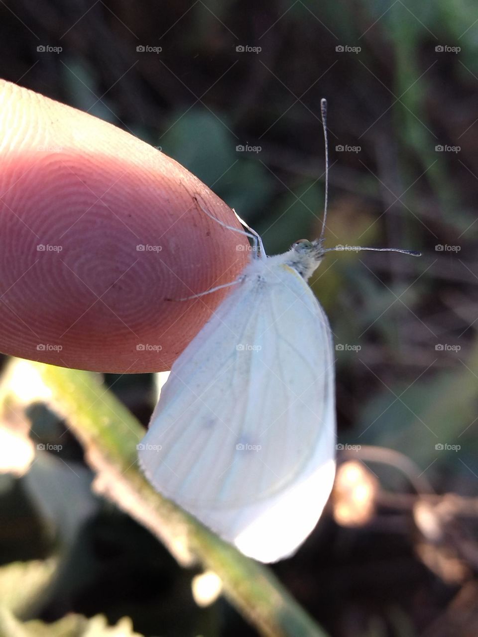 white butterfly in my finger