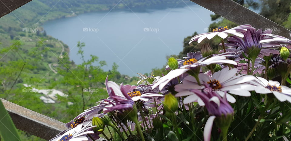 Flower and Lake