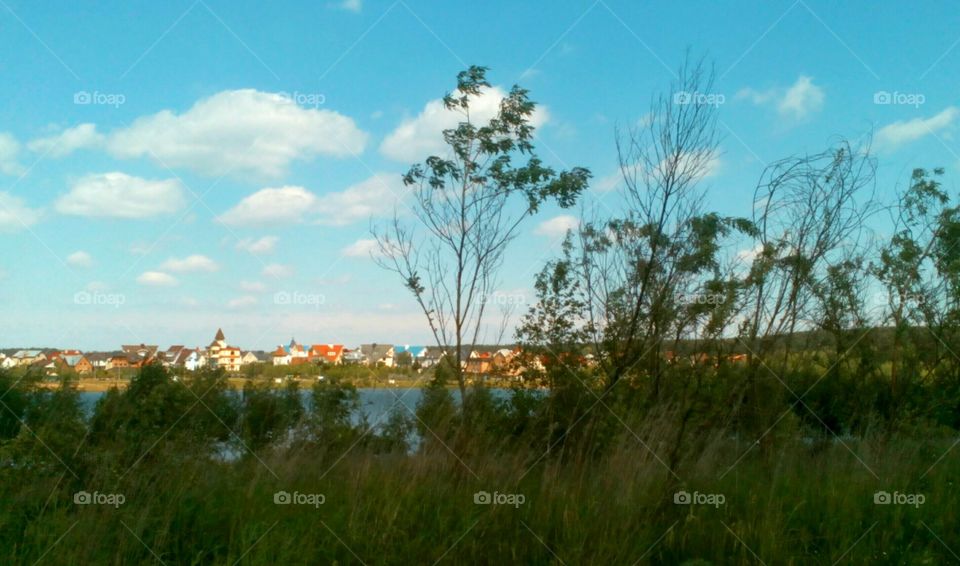 Landscape, Tree, Sky, Nature, Field