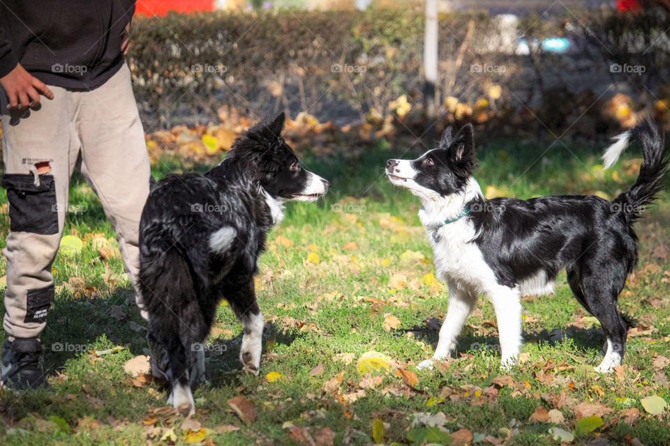 Dog, puppy and boy