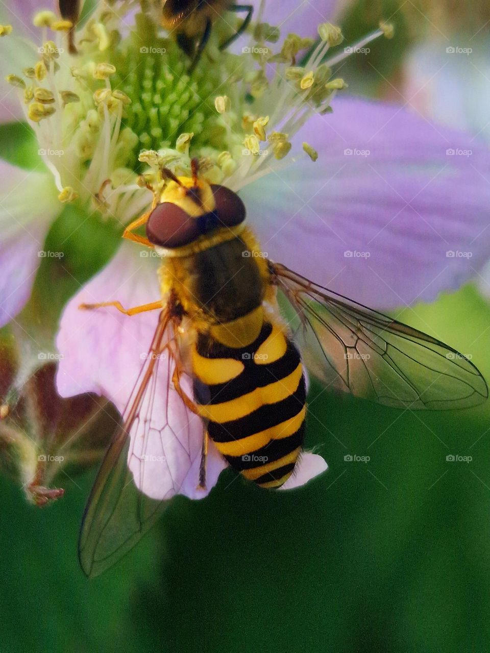 bee on flower