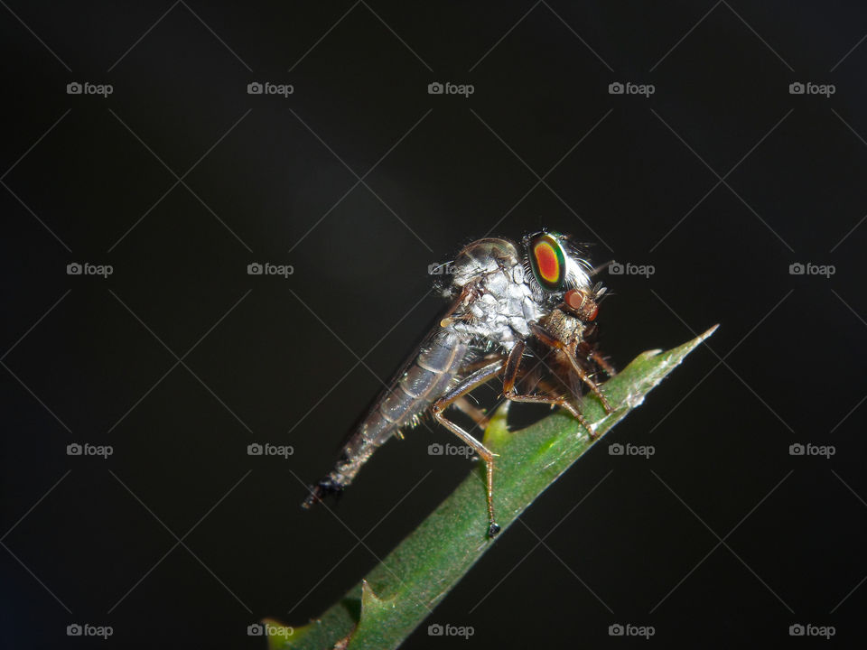 robber fly with it's prey caught