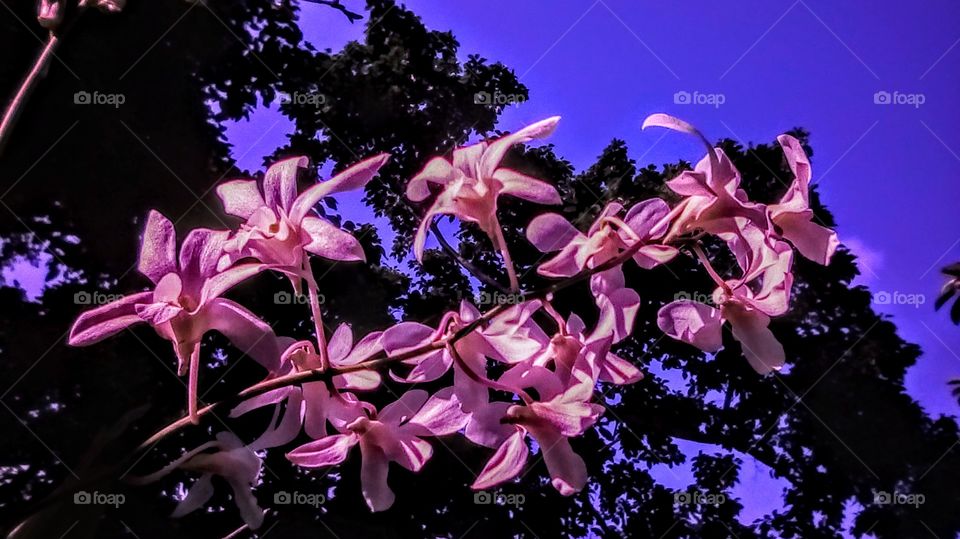 Unique colored purple orchid at my backyard.
