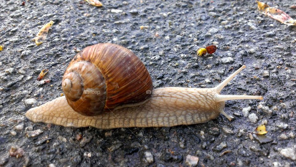 Snail