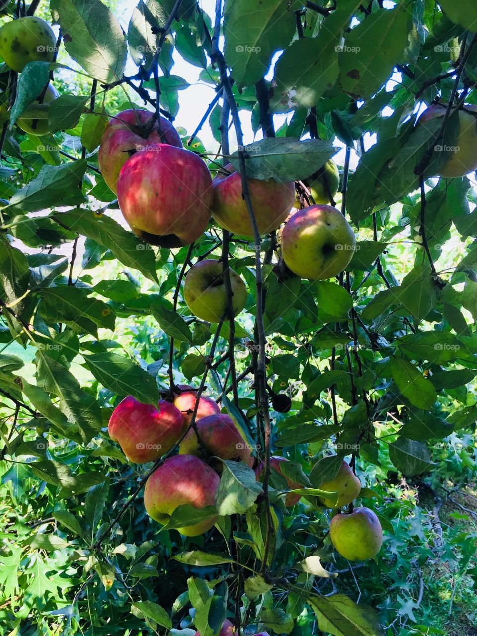 Apples fresh on the tree ready for picking 