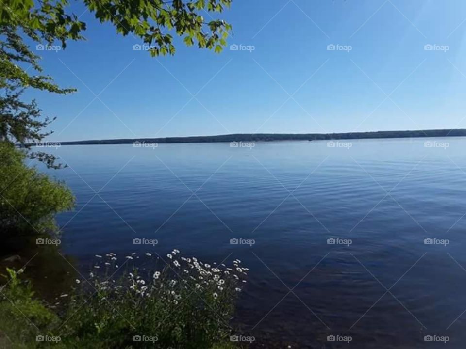 Glass lake and daiseys