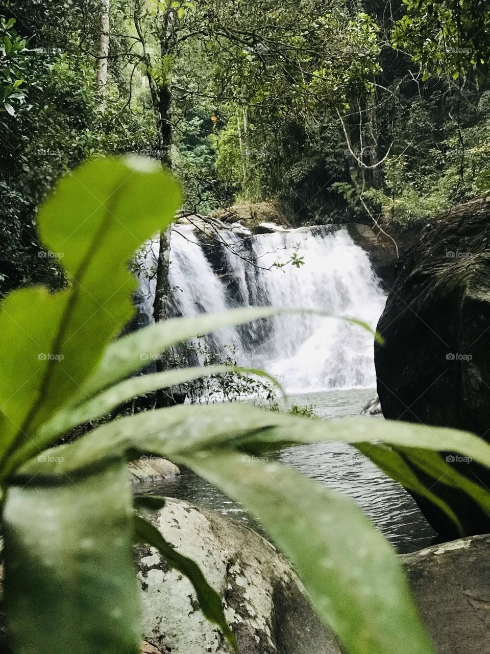 A waterfall in the forest